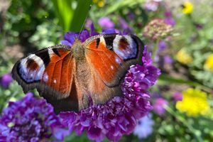 Schloss und Schlossgarten Weikersheim, Event, Seminar Ökologisches Gärtnern