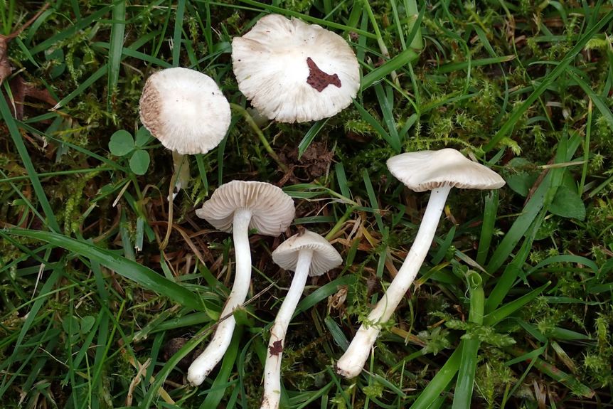 Schloss und Schlossgarten Favorite, Sonstiges, Projekt Schloss.Baum.Pilz