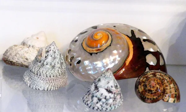 Foto: Staatliche Schlösser und Gärten Baden-Württemberg, Urheber unbekannt Neues Schloss Meersburg, Naturalienkabinett