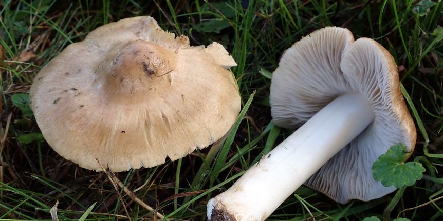 Schloss und Schlossgarten Favorite, Sonstiges, Projekt Schloss.Baum.Pilz