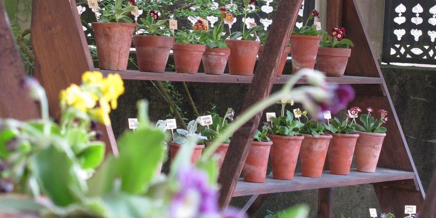 Schloss und Schlossgarten Weikersheim, Aurikeltheater