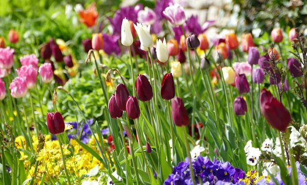 Foto: Staatliche Schlösser und Gärten Baden-Württemberg, Sonja Wünsch Schloss und Schlossgarten Weikersheim, Tulpen