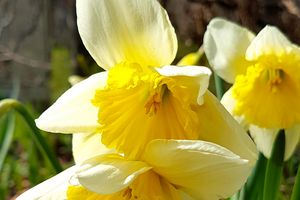 Schloss und Schlossgarten Weikersheim, Außen, Garten im Frühjahr