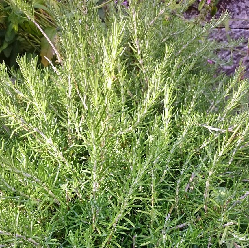 Foto: Staatliche Schlösser und Gärten Baden-Württemberg, Ortsverwaltung Maulbronn Ein Rosmarin-Strauch