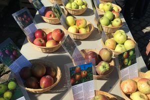 Schloss Solitude, Impression des Herzoglichen Apfeltags