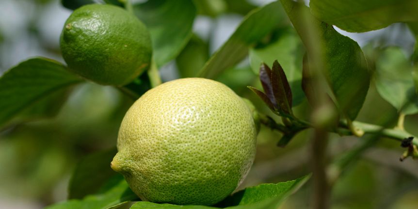 Foto: Staatliche Schlösser und Gärten Baden-Württemberg, Niel Schubert Schloss und Schlossgarten Weikersheim, Zitrusfrucht